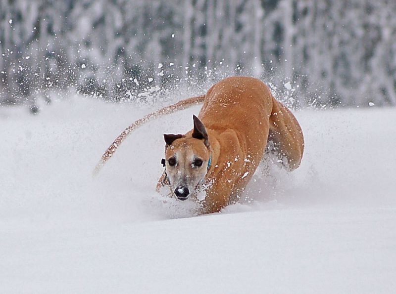 files/_uploads/2015_Winterwonderland_Teil2/ChoiRun16.jpg