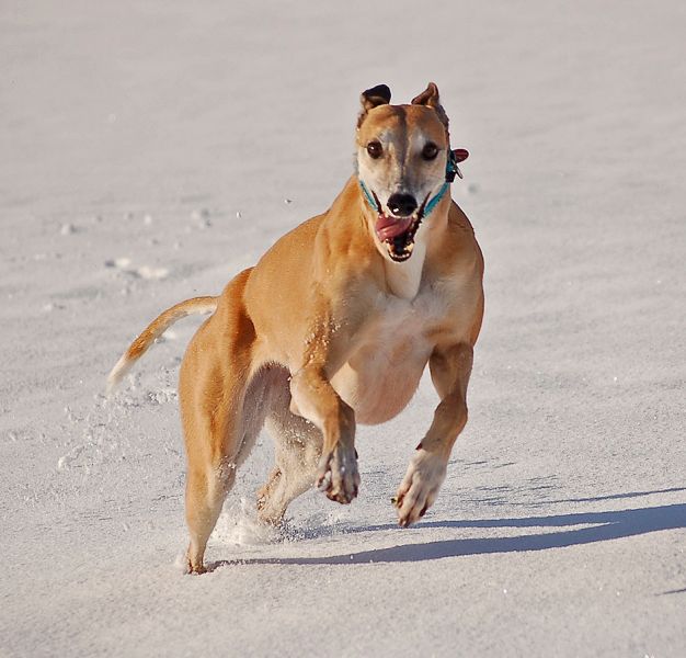 files/_uploads/2015_Winterwonderland_Teil2/ChoiRun2.jpg