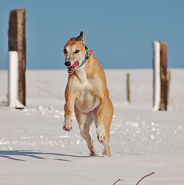 files/_uploads/2015_Winterwonderland_Teil2/ChoiRun3.jpg