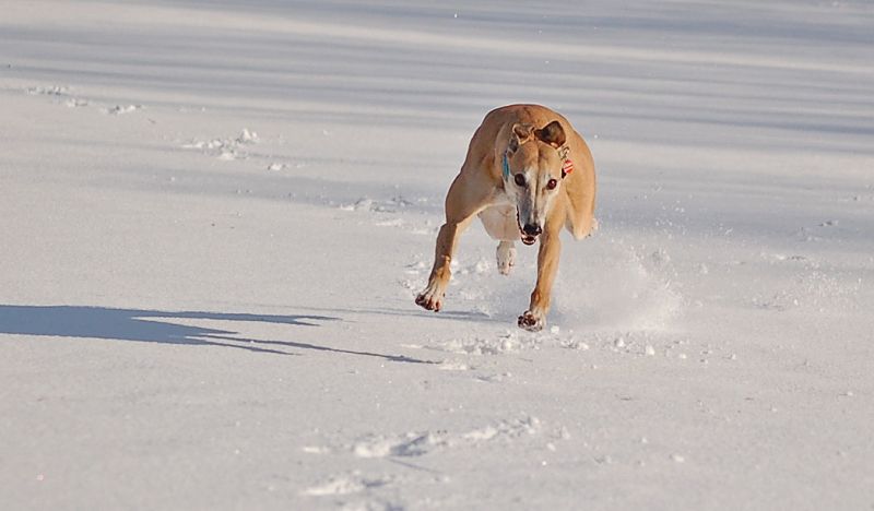 files/_uploads/2015_Winterwonderland_Teil2/ChoiRun4.jpg