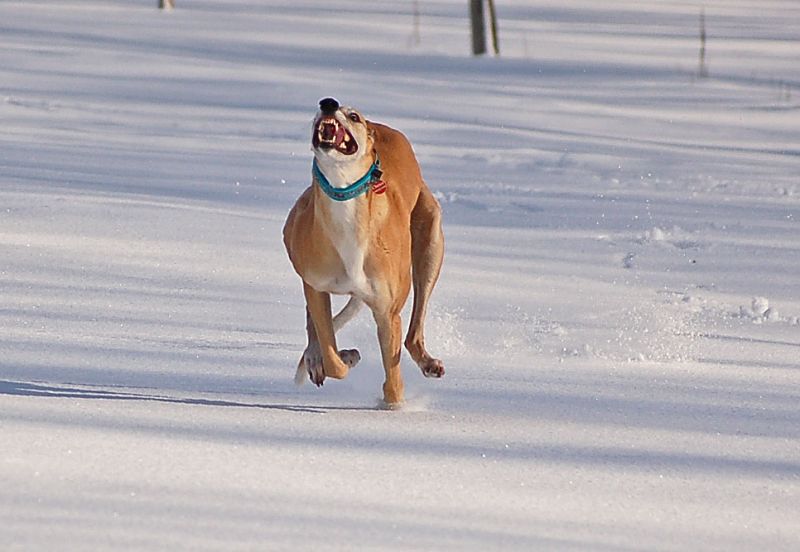 files/_uploads/2015_Winterwonderland_Teil2/ChoiRun5.jpg