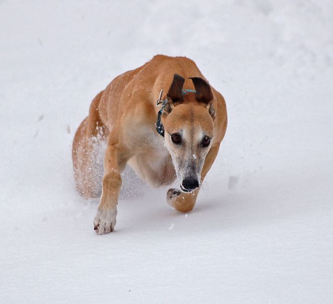 files/_uploads/2015_Winterwonderland_Teil2/ChoiRunhoherSchnee.jpg