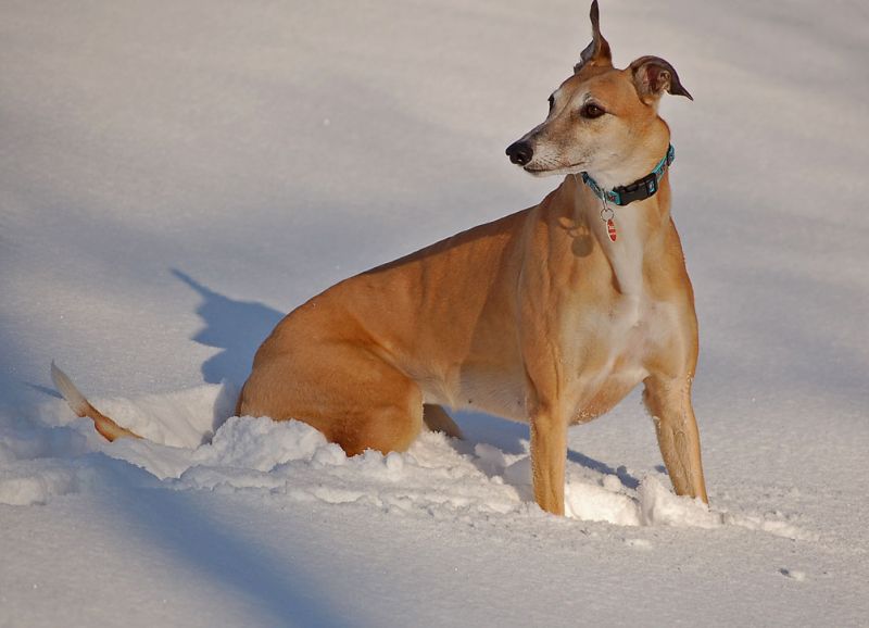 files/_uploads/2015_Winterwonderland_Teil2/ChoiceimtiefenSchnee.jpg