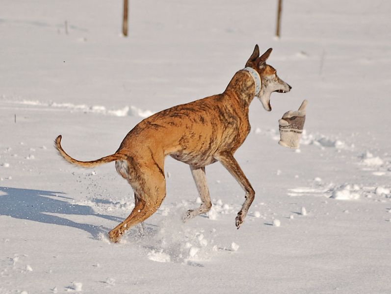 files/_uploads/2015_Winterwonderland_Teil2/WallHandschuh1.jpg