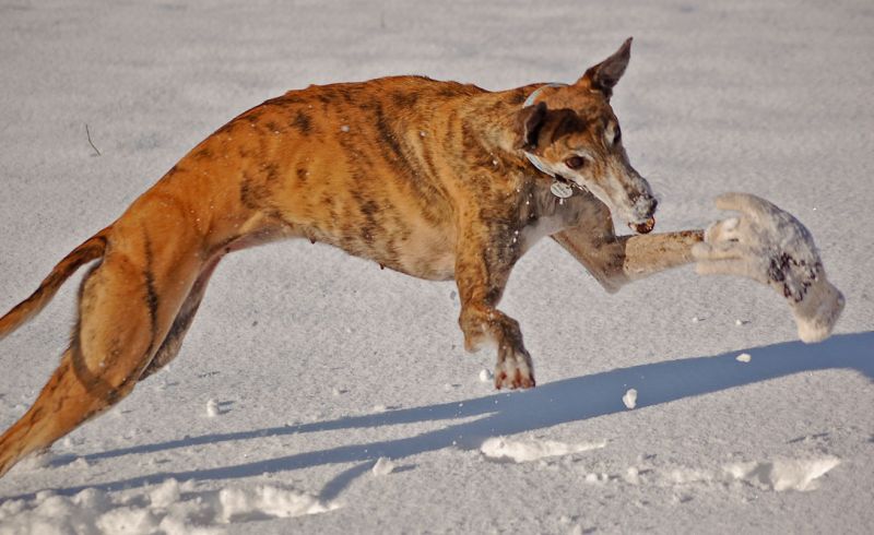files/_uploads/2015_Winterwonderland_Teil2/WallHandschuh3.jpg