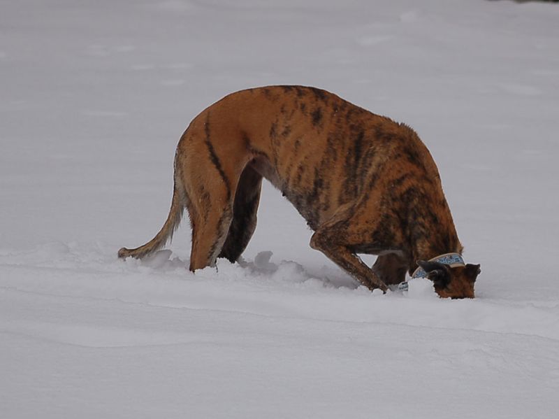 files/_uploads/2015_Winterwonderland_Teil2/WallsuchtFruehling.jpg