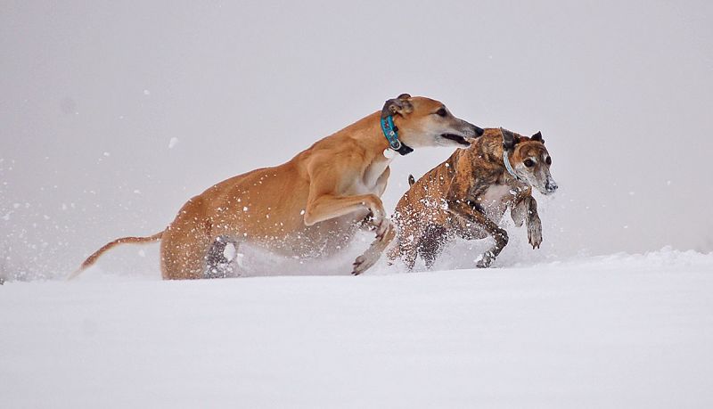 files/_uploads/2015_Winterwonderland_Teil2/beidekommenschnell.jpg