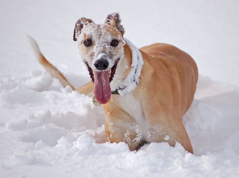 files/_uploads/2015_mit Zampino im Schnee/ChoiDefinitionoffun.jpg