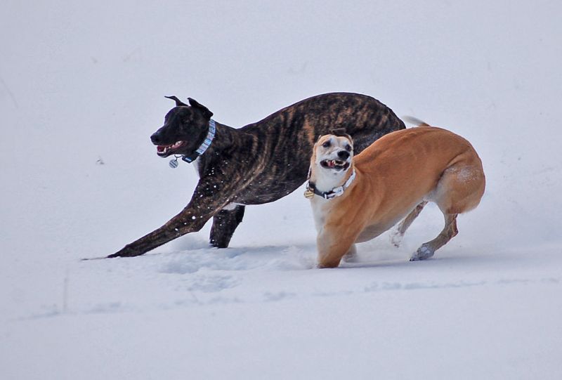 files/_uploads/2015_mit Zampino im Schnee/ChoiPino11.jpg