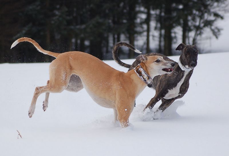 files/_uploads/2015_mit Zampino im Schnee/ChoiPino13.jpg