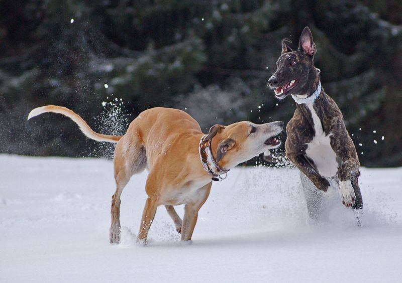 files/_uploads/2015_mit Zampino im Schnee/ChoiPino14.jpg