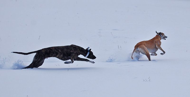 files/_uploads/2015_mit Zampino im Schnee/ChoiPino7.jpg