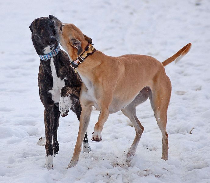 files/_uploads/2015_mit Zampino im Schnee/PinoChoi1.jpg