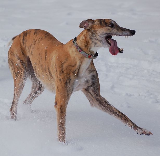 files/_uploads/2015_mit Zampino im Schnee/View2.jpg