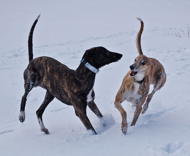 files/_uploads/2015_mit Zampino im Schnee/ViewPino3.jpg