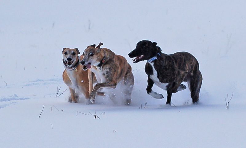 files/_uploads/2015_mit Zampino im Schnee/die3_13.jpg
