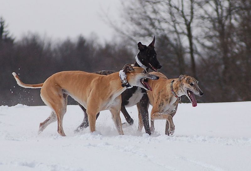 files/_uploads/2015_mit Zampino im Schnee/die3_16.jpg
