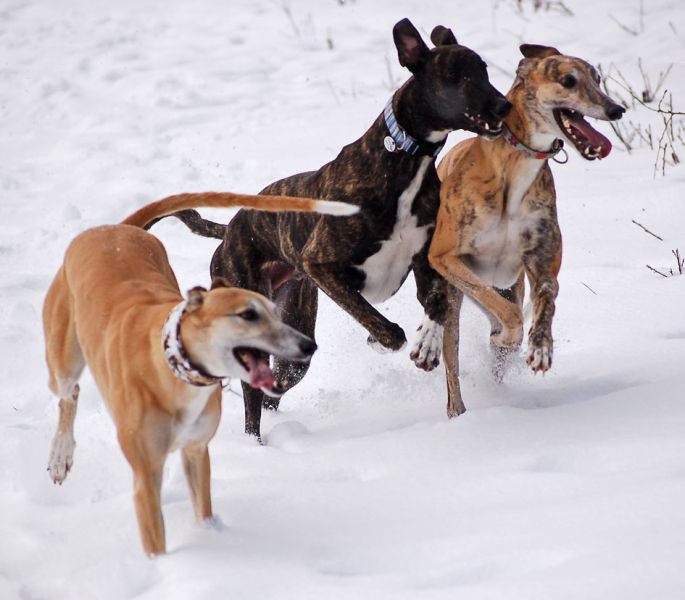 files/_uploads/2015_mit Zampino im Schnee/die3_21.jpg