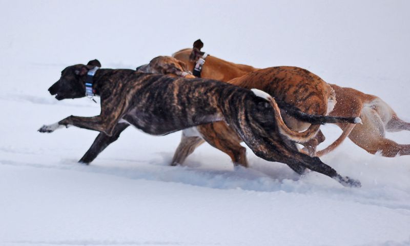 files/_uploads/2015_mit Zampino im Schnee/die3_2_Seitehinten.jpg