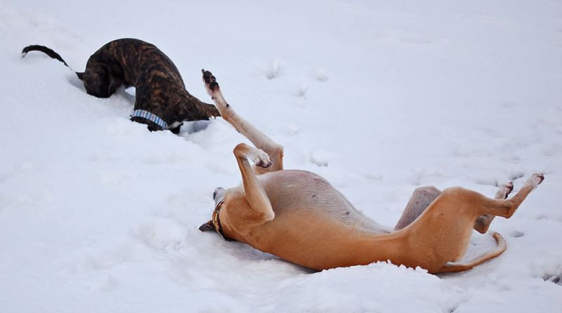 files/_uploads/2015_mit Zampino im Schnee/kopflos.jpg