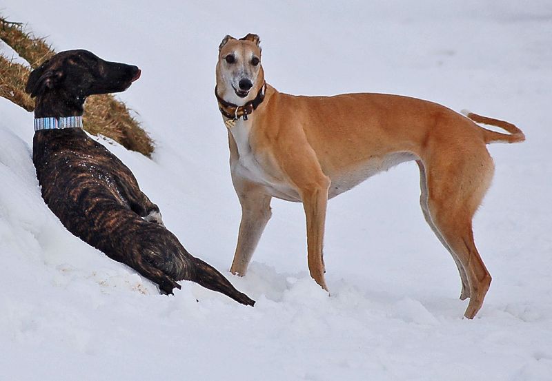 files/_uploads/2015_mit Zampino im Schnee/schachmatt.jpg
