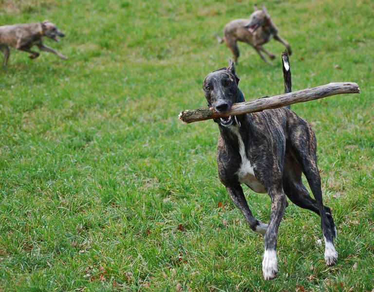 files/_uploads/2015_unterwegsmitFreunden/Pino2Babysdahinter.jpg