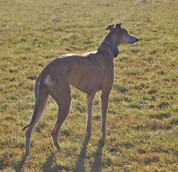 files/_uploads/Adventspaziergang13/WhisperStand.jpg