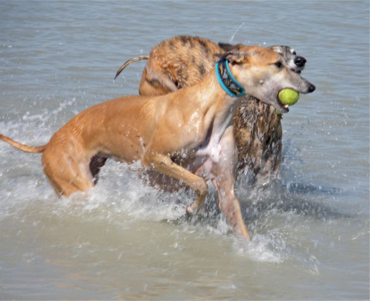files/_uploads/BurgenlandHundeland/HundeBall1.jpg