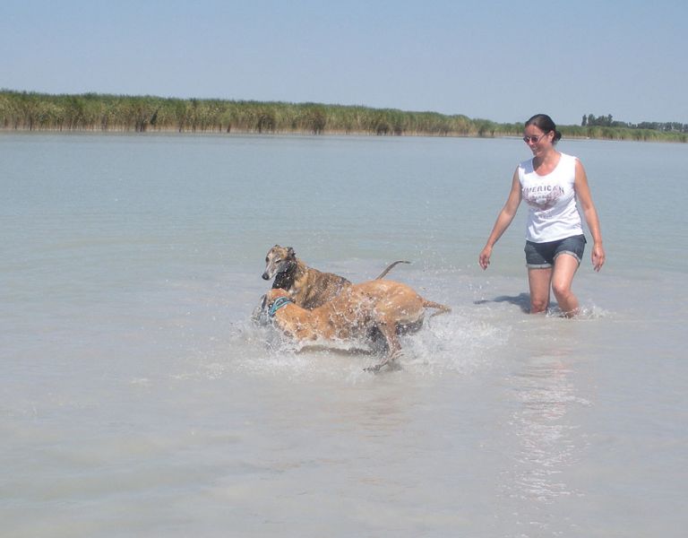 files/_uploads/BurgenlandHundeland/SusiHundeanimateur1.jpg