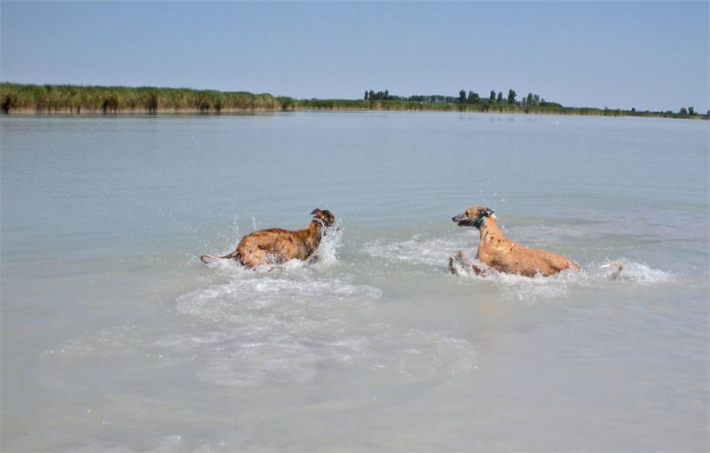 files/_uploads/BurgenlandHundeland/Wasserbeide1.jpg