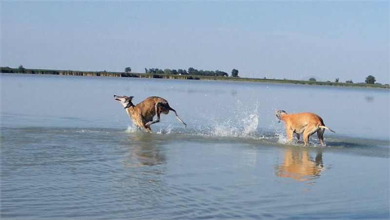 files/_uploads/BurgenlandHundeland/Wasserbeide3Wallvore.jpg