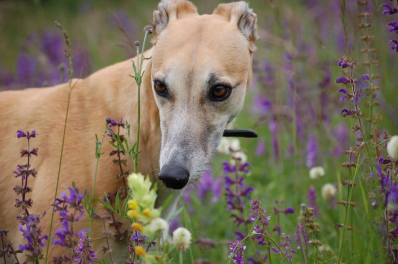 files/_uploads/Fruehsommer/ChoiBlumen1.jpg