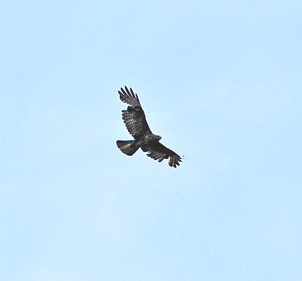 files/_uploads/Maigruen/Bussard2.jpg