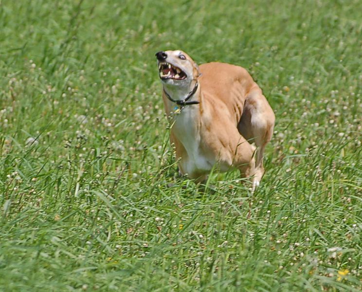files/_uploads/Maigruen/ChoiRunWiese2.jpg