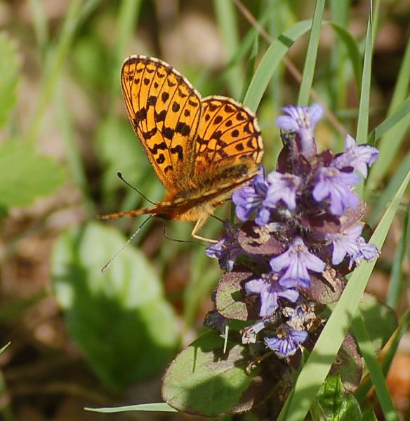 files/_uploads/Maigruen/Schmetterling2.jpg