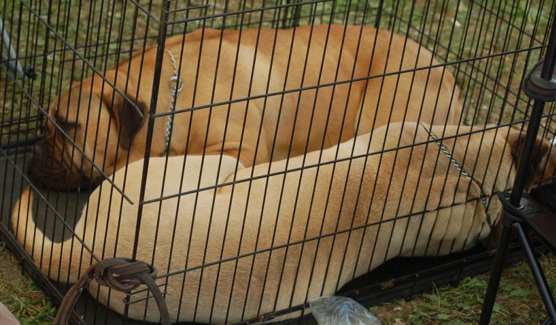 files/_uploads/Miskolc/Bullmastiff.jpg
