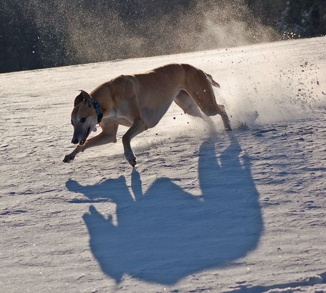 files/_uploads/Novemberschnee/Choichasingtheshadow1.jpg