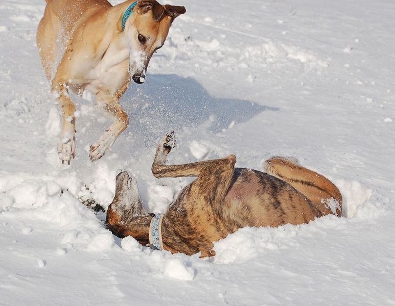 files/_uploads/Novemberschnee/SpielWallwutzeltChoispringt.jpg