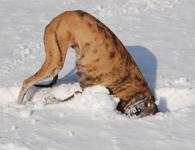 files/_uploads/Novemberschnee/Wallwutzelt1.jpg