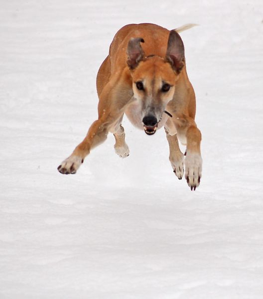 files/_uploads/SchneeDezember/Greyhoundanflug.jpg