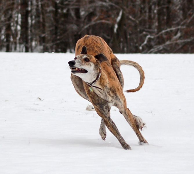 files/_uploads/Schneespass/WallRun1.jpg