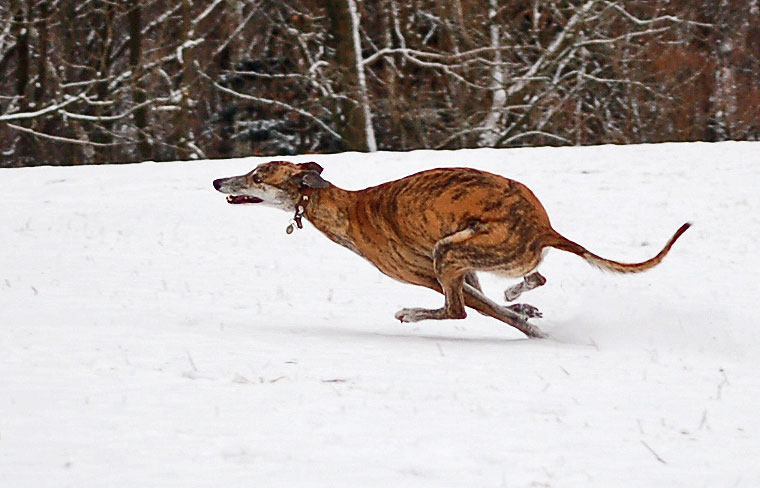 files/_uploads/Schneespass/WallRun2.jpg
