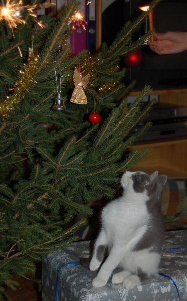 files/_uploads/Weihnachten/Sophie1.jpg
