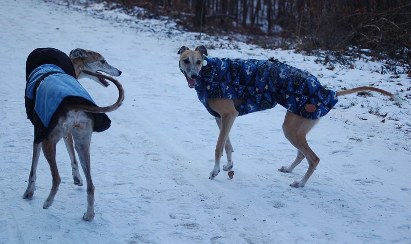 files/_uploads/Weihnachtsspaziergang12/GipsyChoi2.jpg