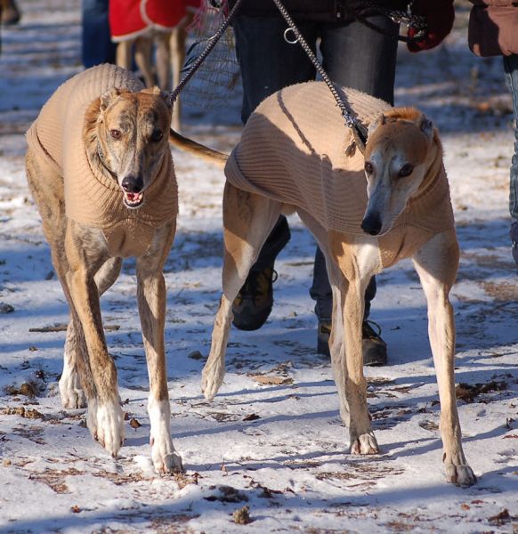files/_uploads/Weihnachtsspaziergang12/SmartieCreeky1.jpg