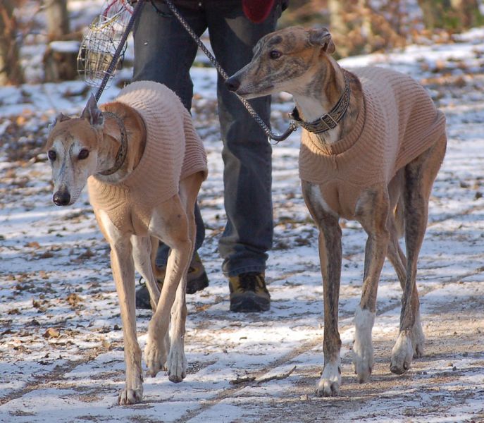 files/_uploads/Weihnachtsspaziergang12/SmartieCreeky4.jpg