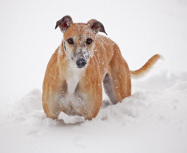 files/_uploads/Winterspass1/ChoiStand2.jpg