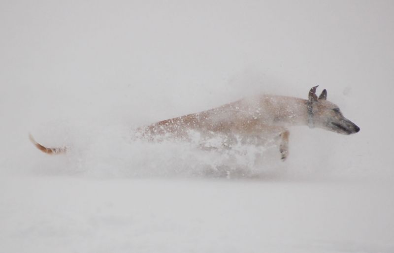 files/_uploads/Winterspass1/Snowdiving.jpg