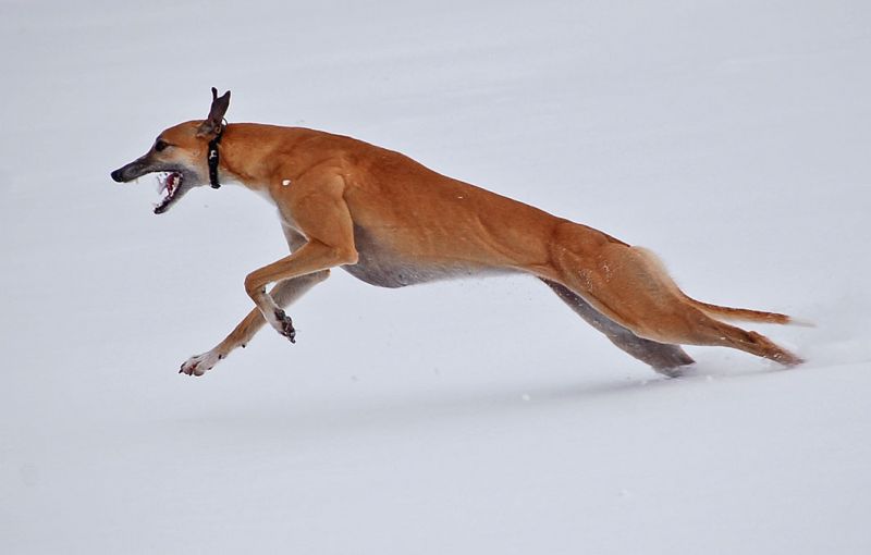 files/_uploads/Winterspass3/3a/ChoiEisatem.jpg