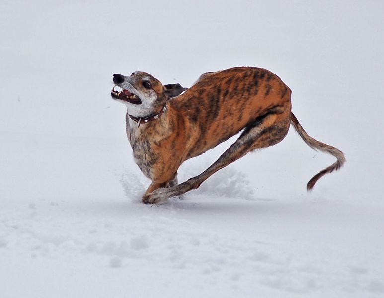 files/_uploads/Winterspass3/3a/Wallklappt1.jpg